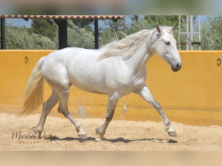 PRE Giumenta 10 Anni 160 cm Grigio trotinato in Arcos de la Frontera