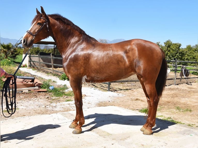 PRE Giumenta 10 Anni 160 cm Sauro in Provinz Malaga