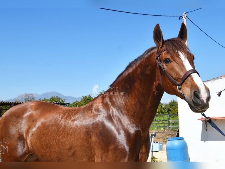 PRE Giumenta 10 Anni 160 cm Sauro in Provinz Malaga