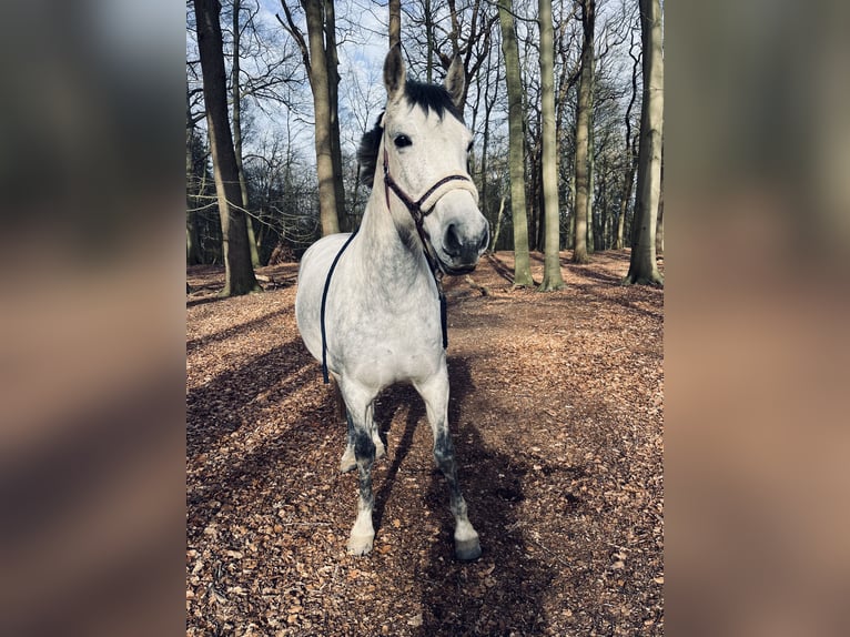 PRE Mix Giumenta 10 Anni 161 cm Grigio in Borstel-Hohenraden