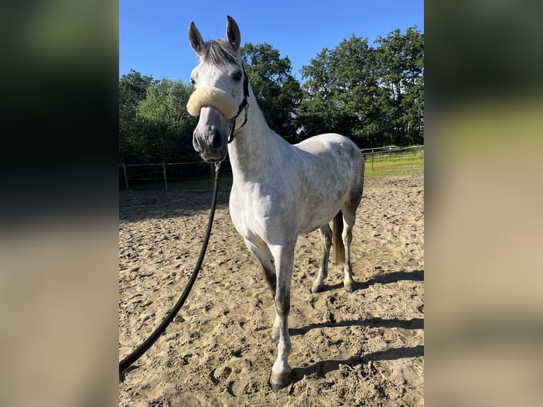 PRE Mix Giumenta 10 Anni 161 cm Grigio in Borstel-Hohenraden