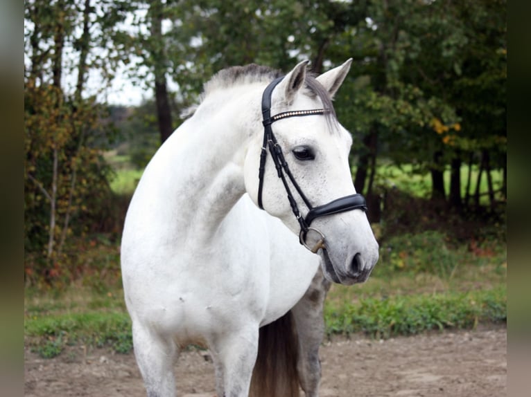 PRE Mix Giumenta 10 Anni 161 cm Grigio in Borstel-Hohenraden