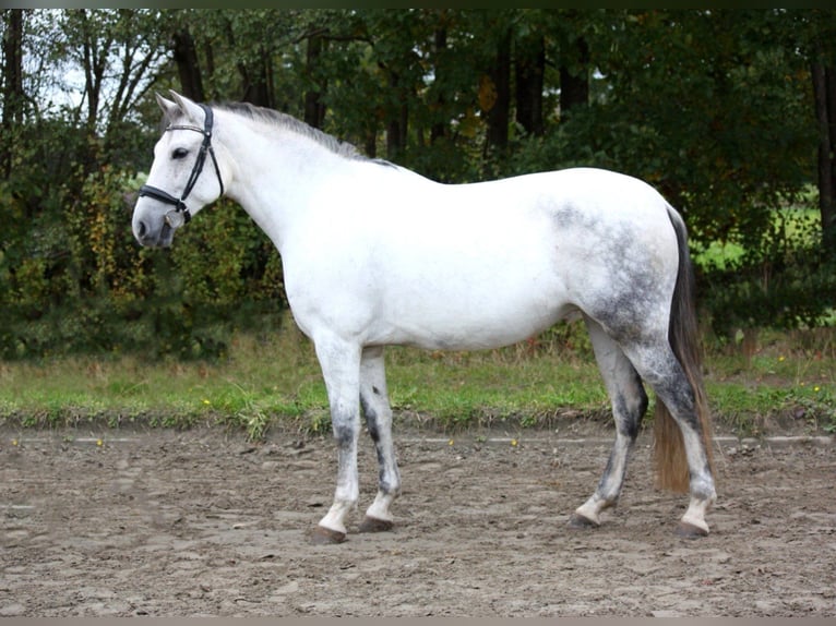 PRE Mix Giumenta 10 Anni 161 cm Grigio in Borstel-Hohenraden