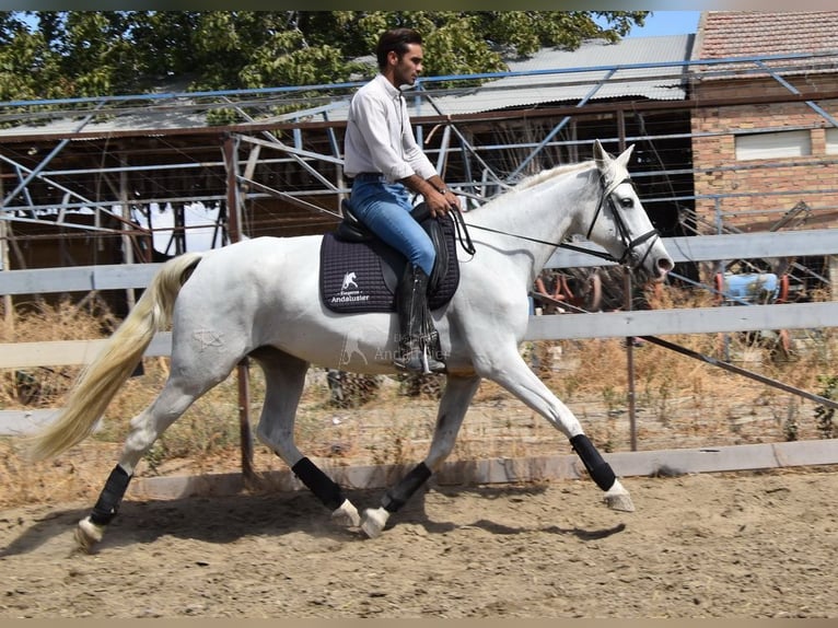 PRE Giumenta 10 Anni 162 cm Grigio in Provinz Granada