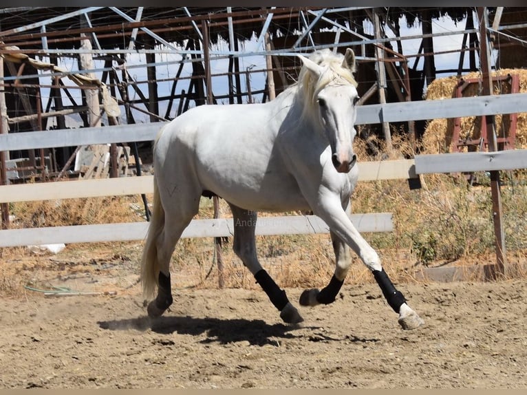 PRE Giumenta 10 Anni 162 cm Grigio in Provinz Granada