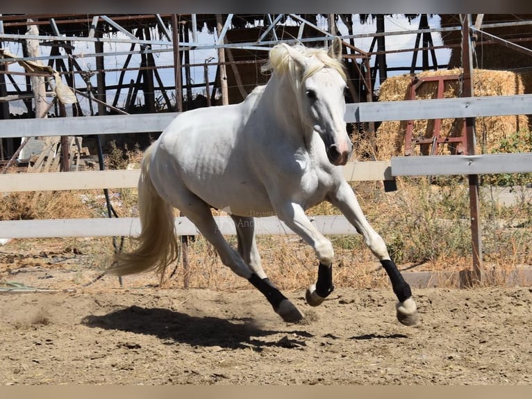 PRE Giumenta 10 Anni 162 cm Grigio in Provinz Granada