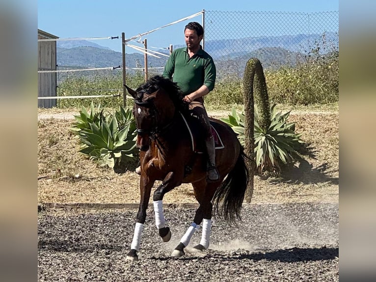 PRE Mix Giumenta 10 Anni 163 cm Baio in Martfeld