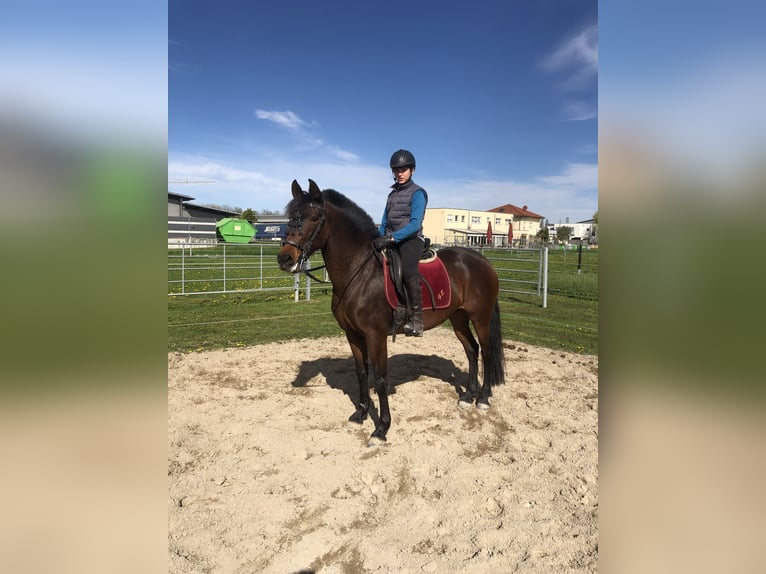 PRE Mix Giumenta 10 Anni 163 cm Baio in Bahlingen am Kaiserstuhl