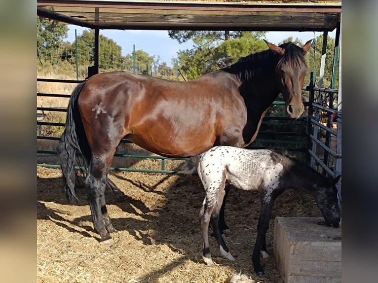 PRE Giumenta 10 Anni 163 cm Baio scuro in Cuenca