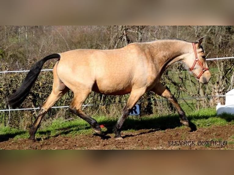 PRE Giumenta 10 Anni 164 cm Falbo in Cossaye