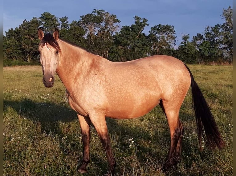 PRE Giumenta 10 Anni 164 cm Falbo in Cossaye