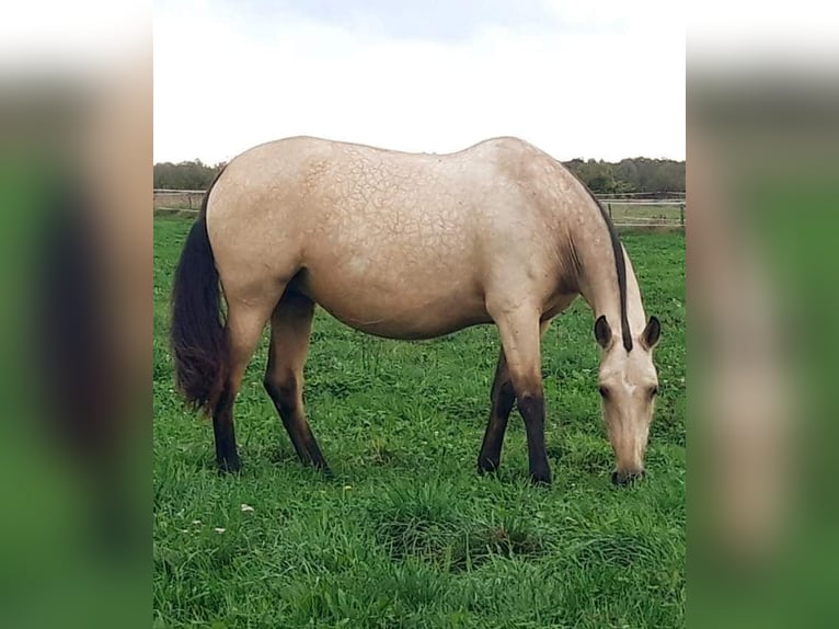 PRE Giumenta 10 Anni 164 cm Falbo in Cossaye