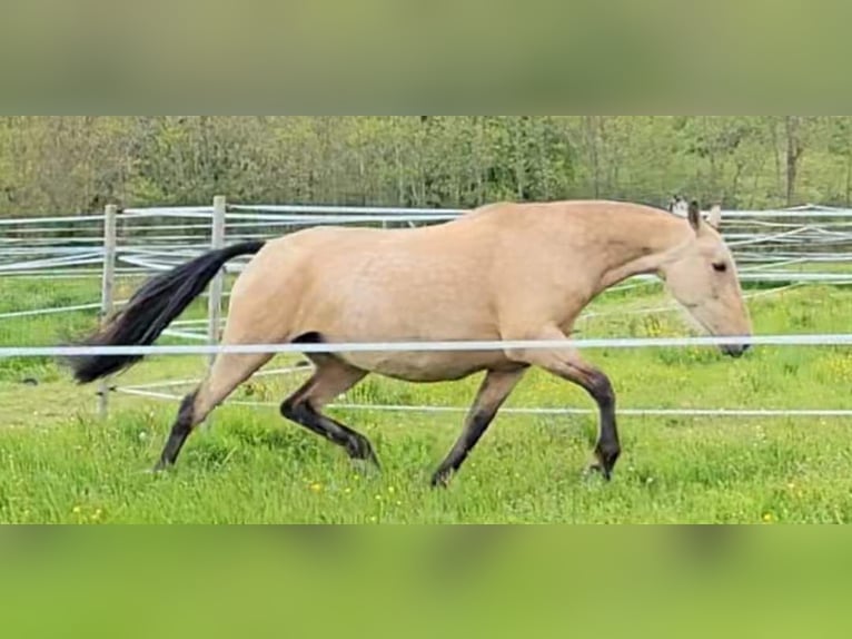 PRE Giumenta 10 Anni 164 cm Falbo in Cossaye