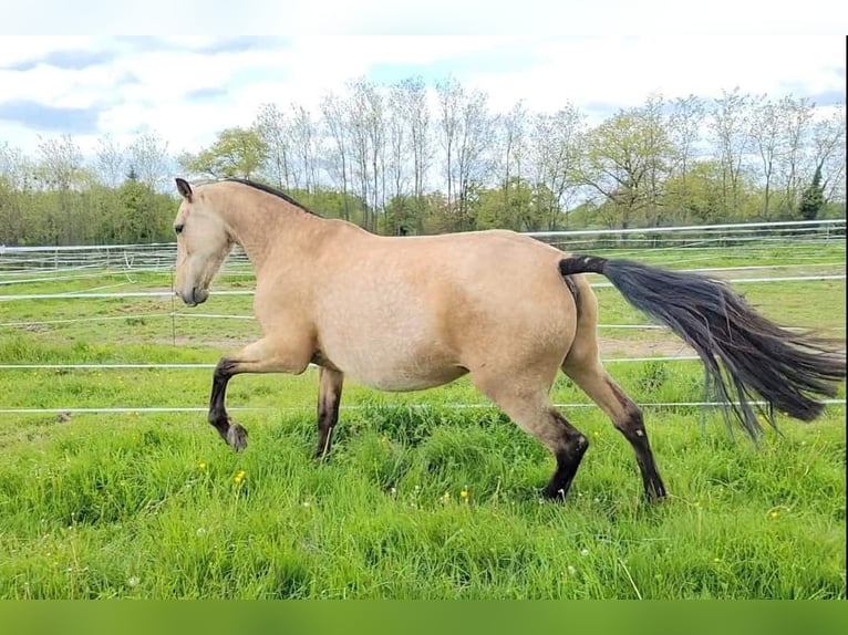 PRE Giumenta 10 Anni 164 cm Falbo in Cossaye