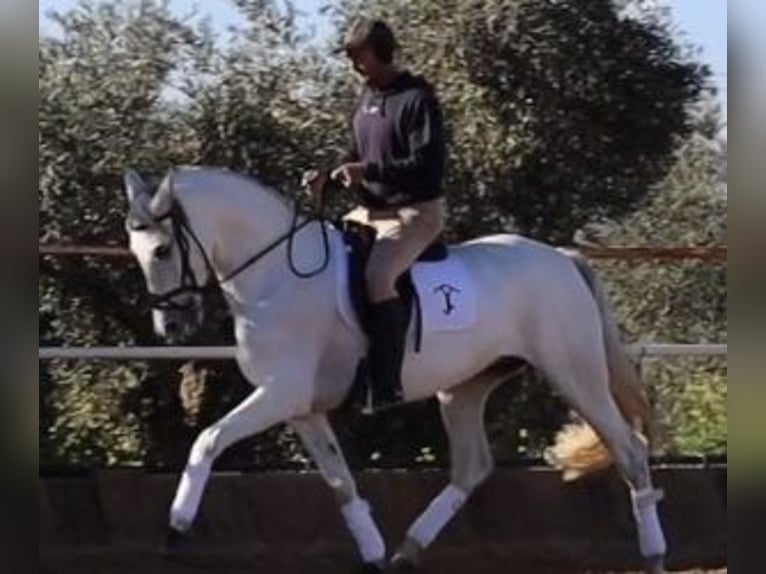 PRE Mix Giumenta 10 Anni 164 cm Grigio in SEVILLA