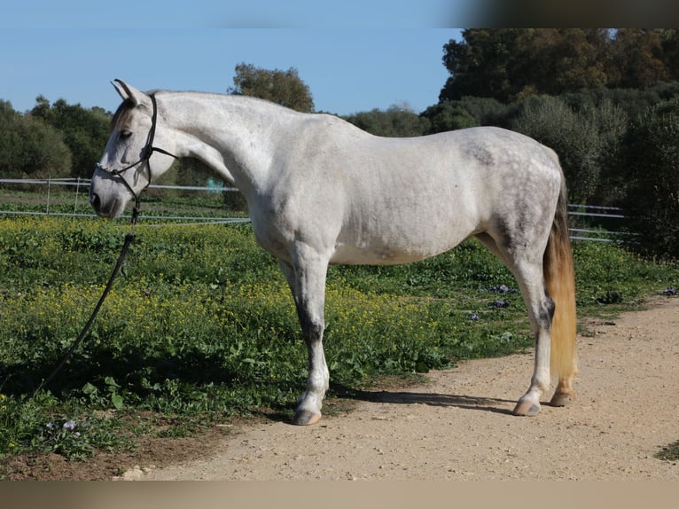 PRE Mix Giumenta 10 Anni 164 cm Grigio pezzato in San Ambrosio