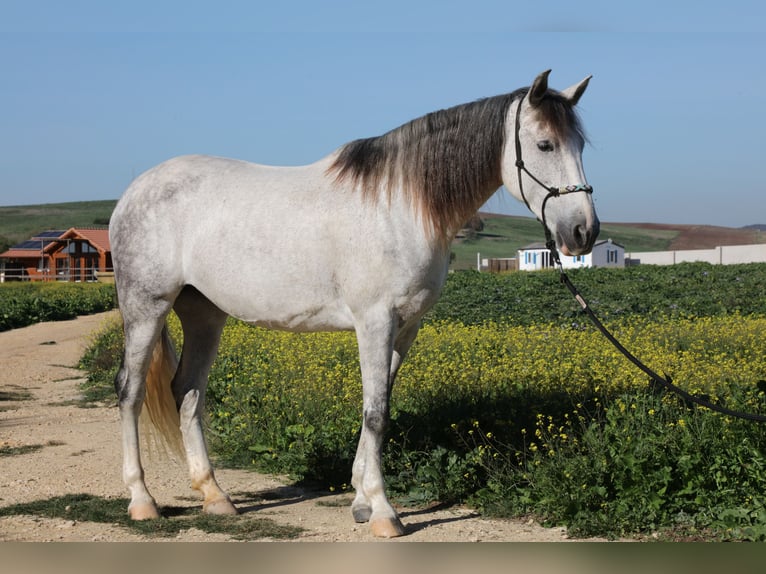 PRE Mix Giumenta 10 Anni 164 cm Grigio pezzato in San Ambrosio