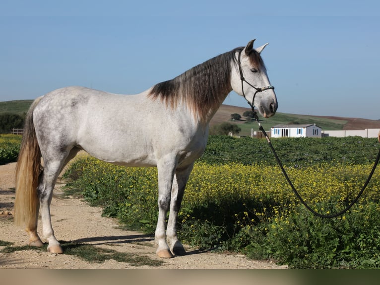 PRE Mix Giumenta 10 Anni 164 cm Grigio pezzato in San Ambrosio