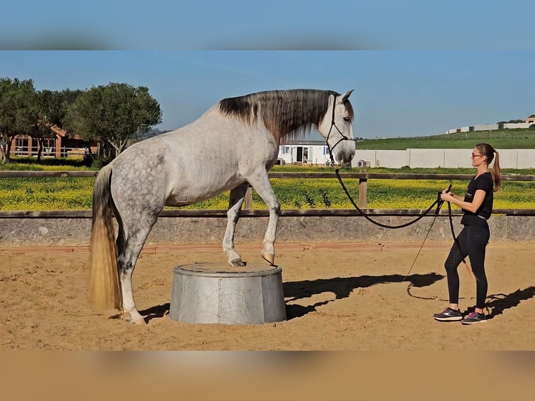 PRE Mix Giumenta 10 Anni 164 cm Grigio pezzato in Weilheim