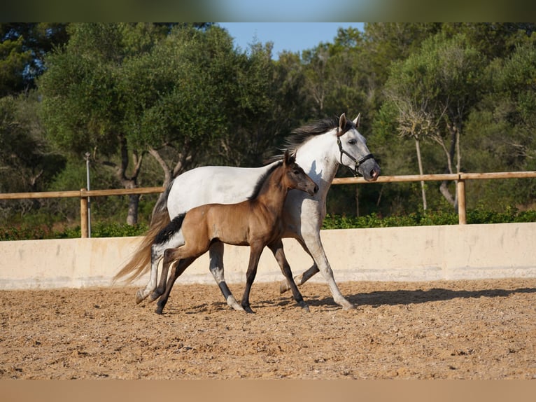 PRE Giumenta 10 Anni 165 cm Grigio in Manacor