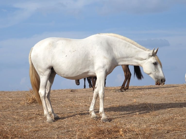 PRE Mix Giumenta 10 Anni 169 cm Grigio in Navas Del Madroño