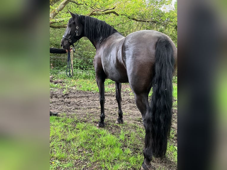 PRE Mix Giumenta 10 Anni 170 cm Morello in La Vespière-Friardel