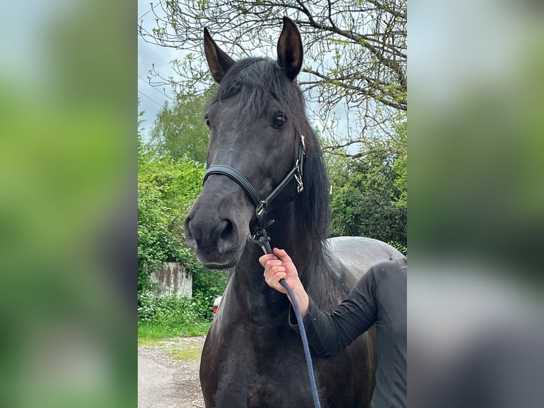 PRE Mix Giumenta 10 Anni 170 cm Morello in La Vespière-Friardel