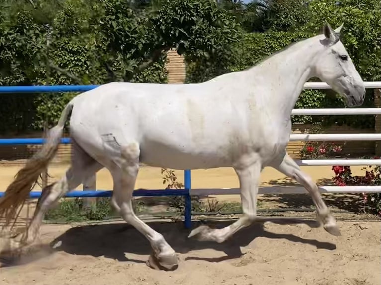 PRE Giumenta 10 Anni 171 cm Grigio in Fuentes De Andalucia