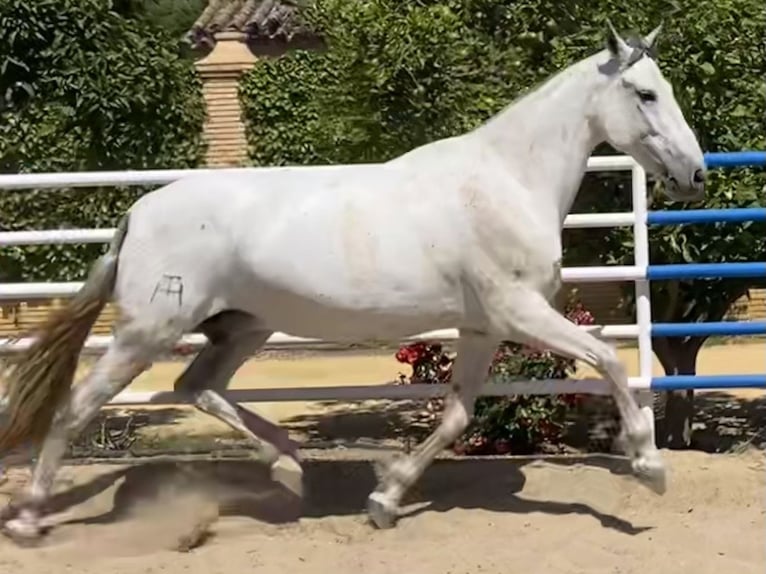 PRE Giumenta 10 Anni 171 cm Grigio in Fuentes De Andalucia