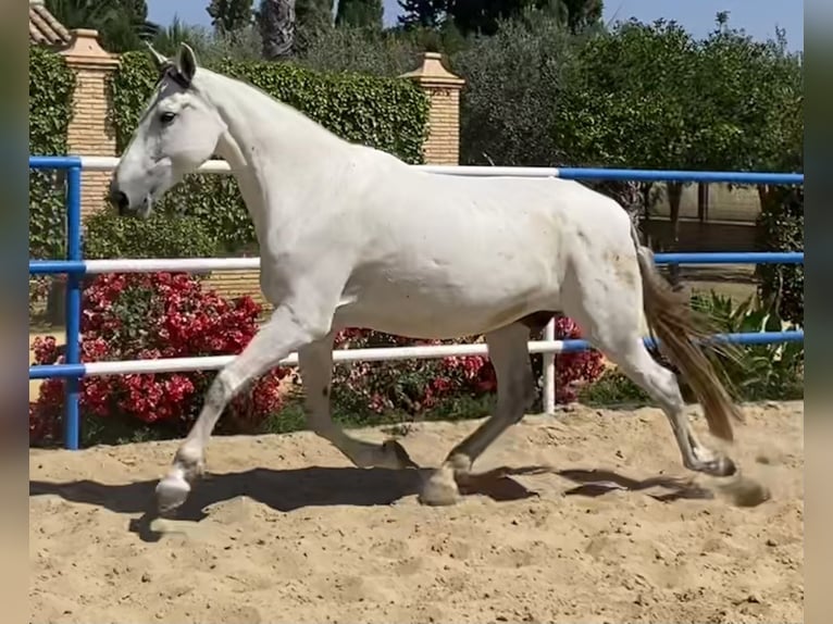 PRE Giumenta 10 Anni 171 cm Grigio in Fuentes De Andalucia