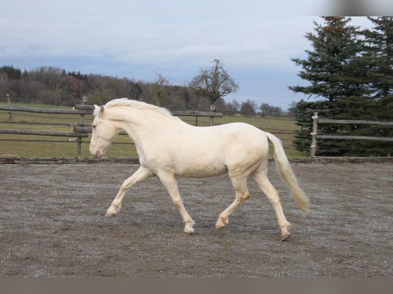 PRE Mix Giumenta 11 Anni 152 cm Perlino in Balingen