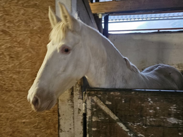 PRE Mix Giumenta 11 Anni 153 cm Perlino in Küssaberg