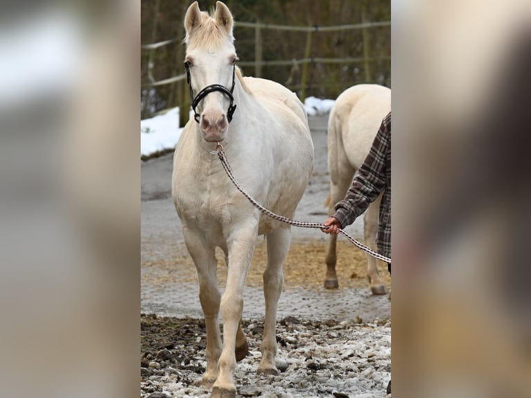 PRE Giumenta 11 Anni 153 cm Perlino in Küssaberg