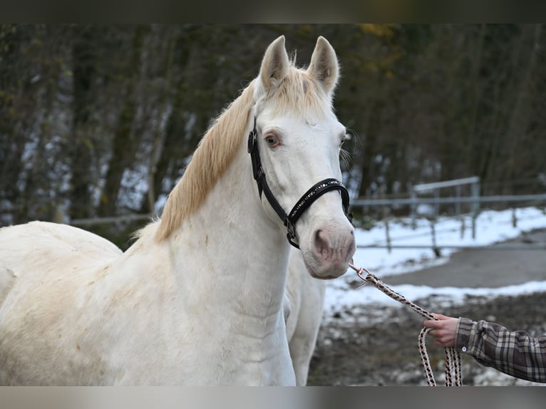 PRE Giumenta 11 Anni 153 cm Perlino in Küssaberg