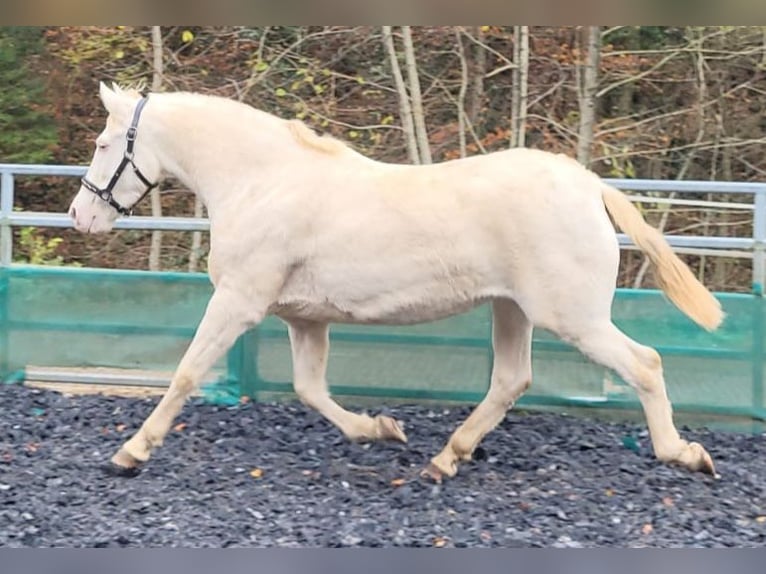 PRE Giumenta 11 Anni 153 cm Perlino in Küssaberg