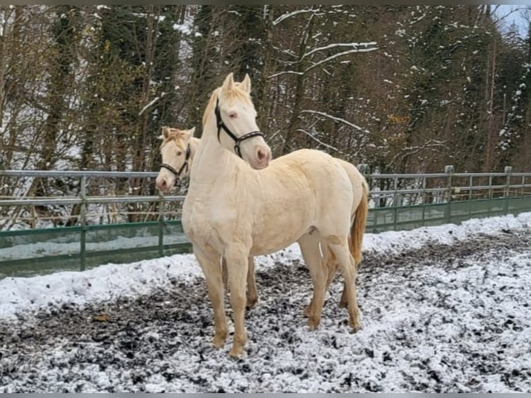 PRE Giumenta 11 Anni 153 cm Perlino in Küssaberg