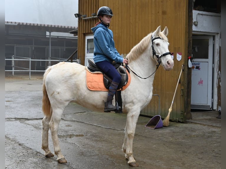 PRE Giumenta 11 Anni 153 cm Perlino in Küssaberg