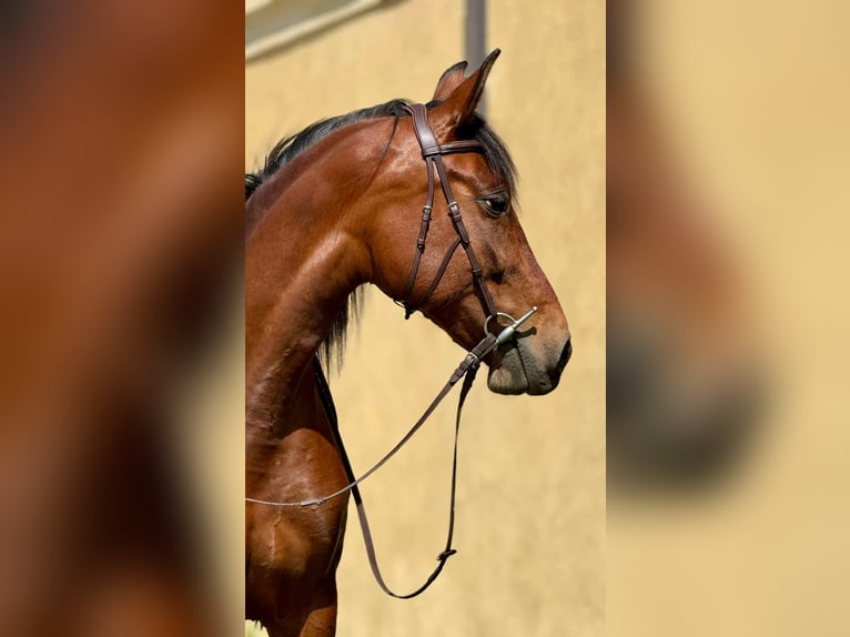 PRE Mix Giumenta 11 Anni 155 cm Baio in Korneuburg