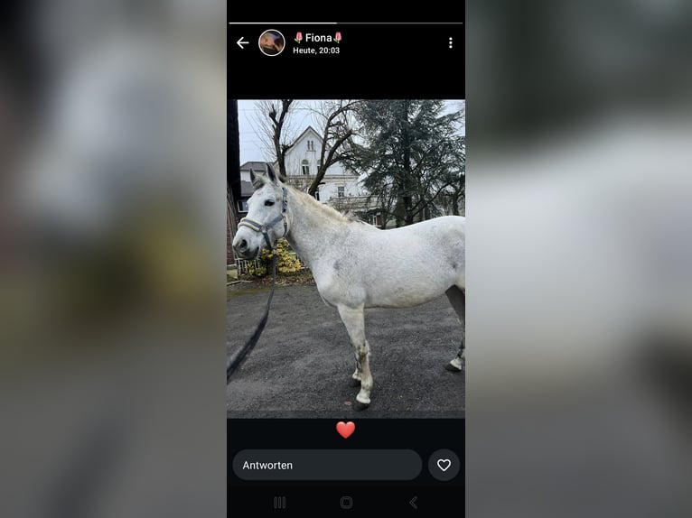 PRE Giumenta 11 Anni 155 cm Grigio in Dortmund