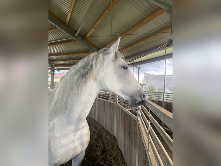 PRE Mix Giumenta 11 Anni 156 cm Grigio in Nürnberg