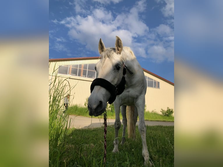 PRE Mix Giumenta 11 Anni 156 cm Grigio in Nürnberg