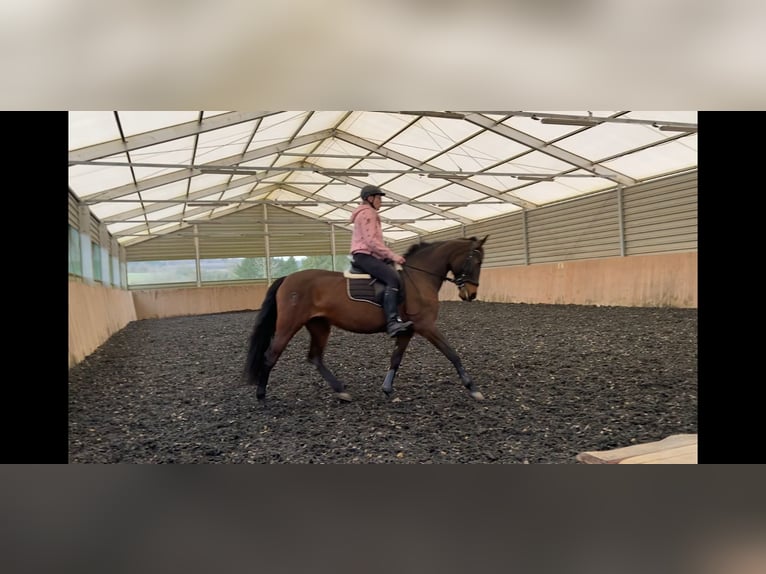 PRE Giumenta 11 Anni 157 cm Baio in Katzenelnbogen