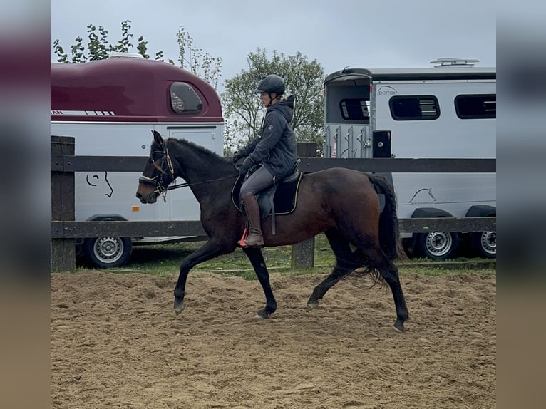 PRE Giumenta 11 Anni 157 cm Baio in Daleiden