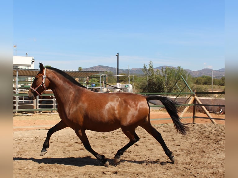 PRE Mix Giumenta 11 Anni 158 cm Baio in Rafelguaraf