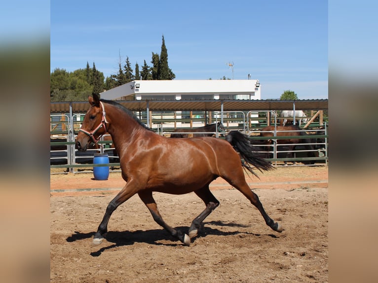 PRE Mix Giumenta 11 Anni 158 cm Baio in Rafelguaraf