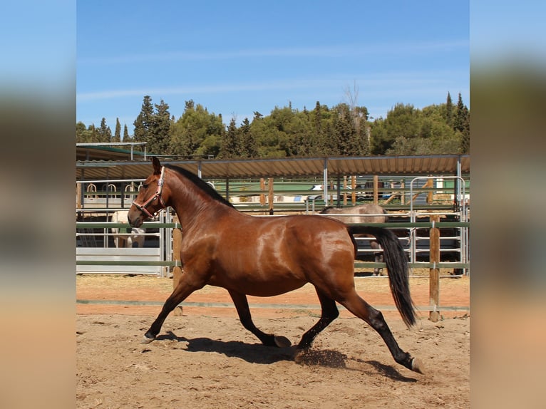 PRE Mix Giumenta 11 Anni 158 cm Baio in Rafelguaraf