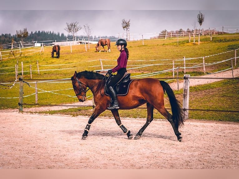 PRE Mix Giumenta 11 Anni 160 cm Baio ciliegia in Lausanne