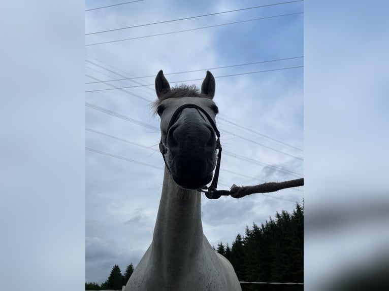 PRE Mix Giumenta 11 Anni 160 cm Grigio in Wielenbach