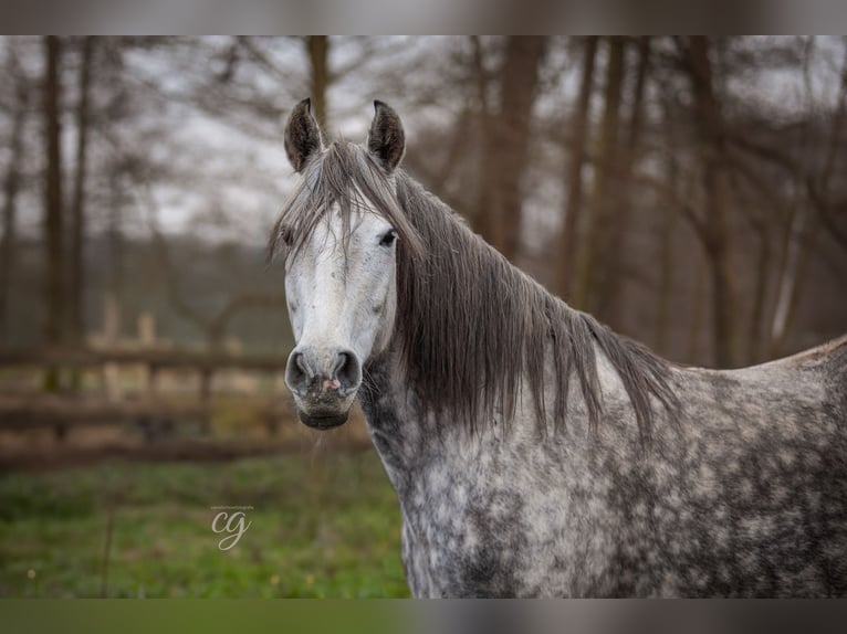 PRE Giumenta 11 Anni 160 cm Grigio pezzato in Leipe