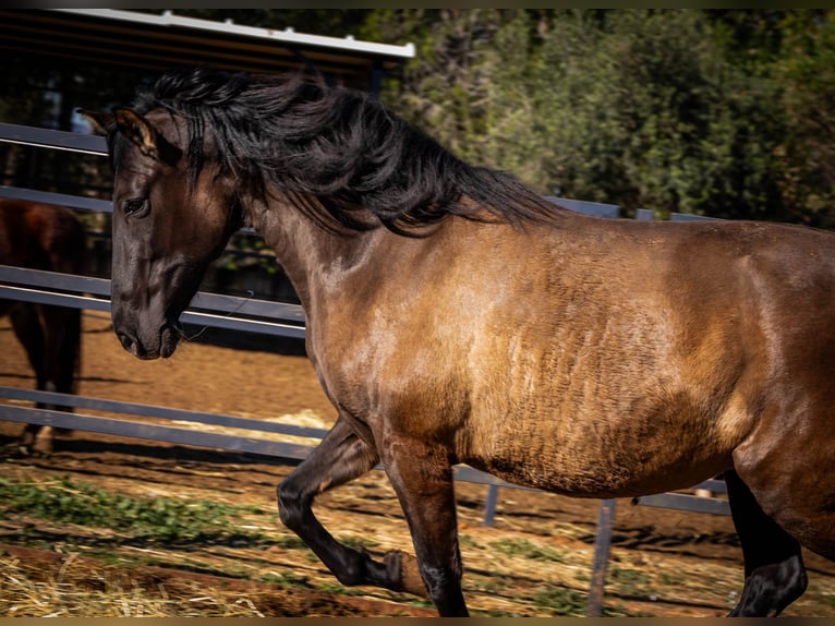 PRE Mix Giumenta 11 Anni 162 cm Morello in Valencia